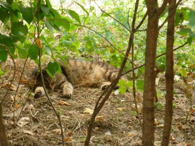 Прикрепленное изображение: P1070521.jpg